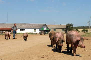 В ЛПХ Калининградской области остался один процент свиней